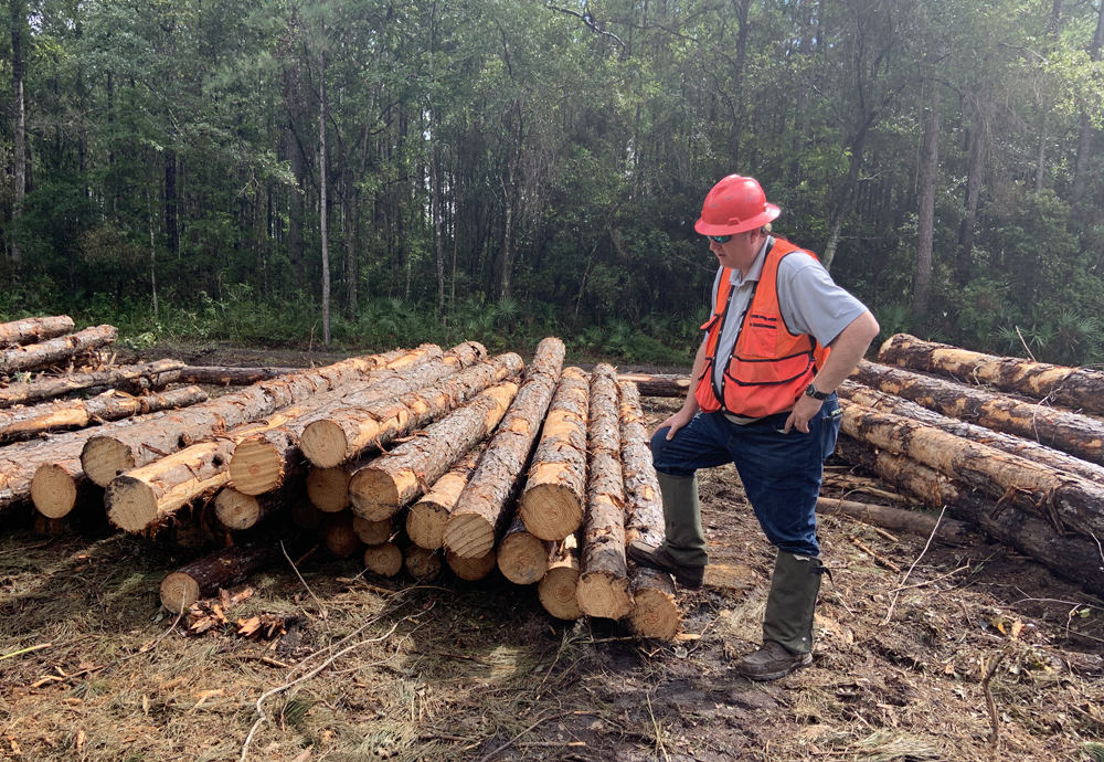 Sawn Timber & Roundwood wholesale product from J P Vieira de Andrade, Portugal