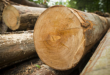 Sawn Timber & Roundwood wholesale wood product Portugal